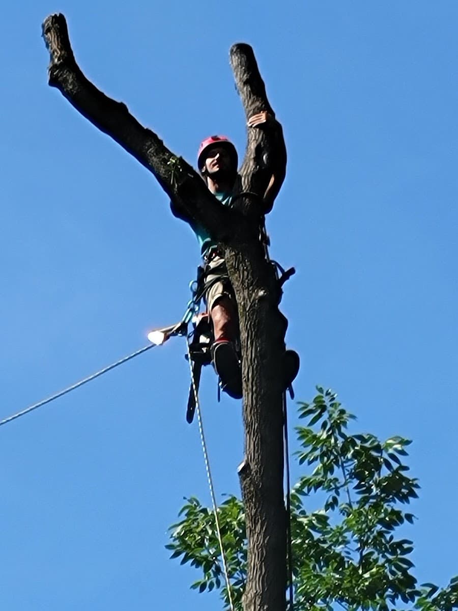 Treehuggers Tree Care