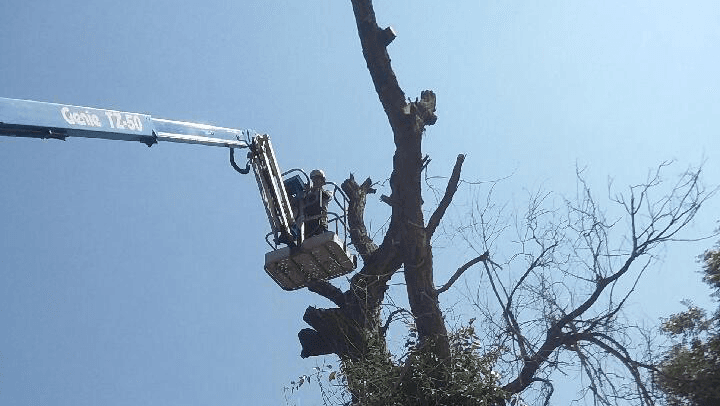 Whispering Pines Tree Service