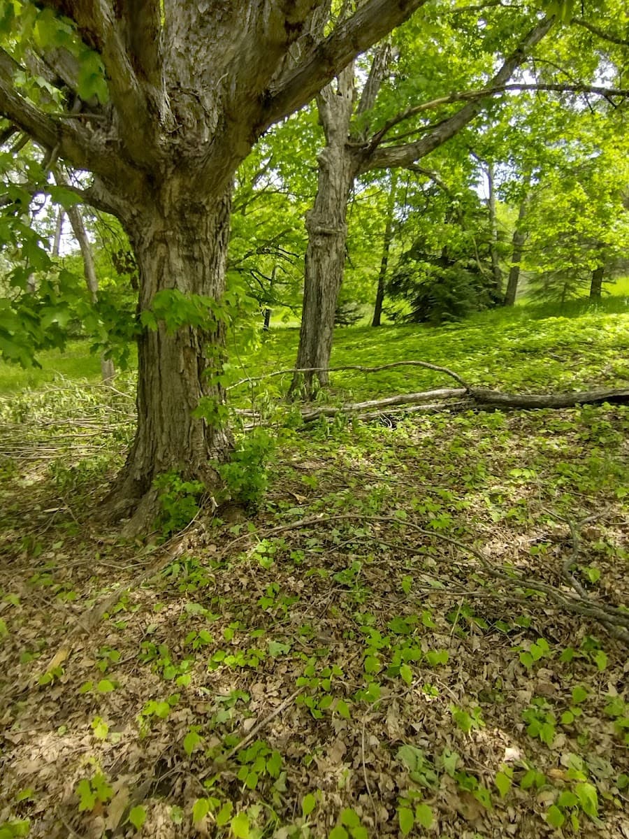 Mighty Oaks Tree Service LLC/ Donson Family Companies Corporation.