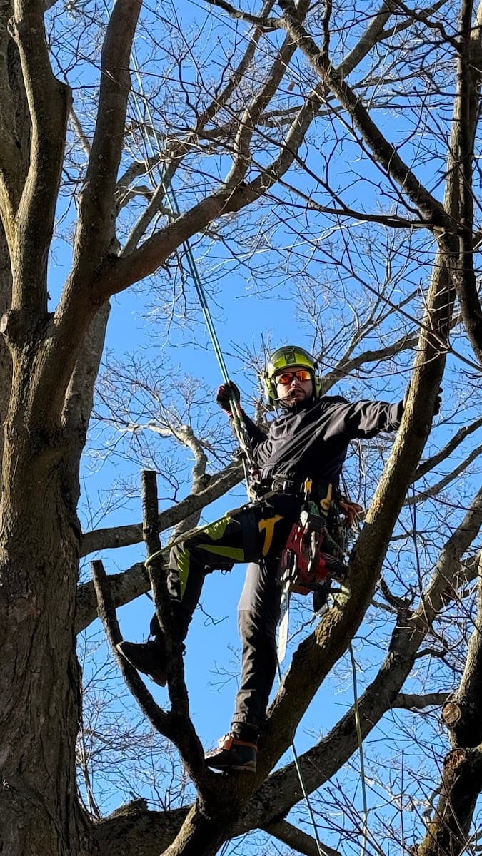Teixeira's Tree Service, Inc.