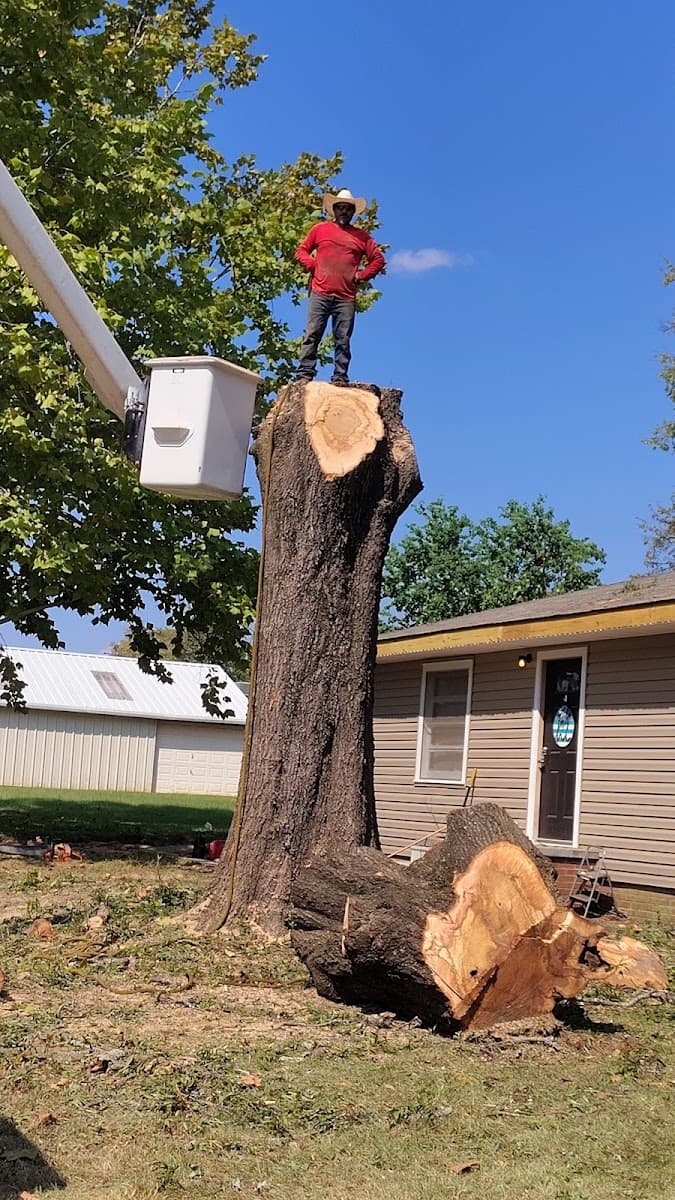 Dominguez Tree Service & Landscaping