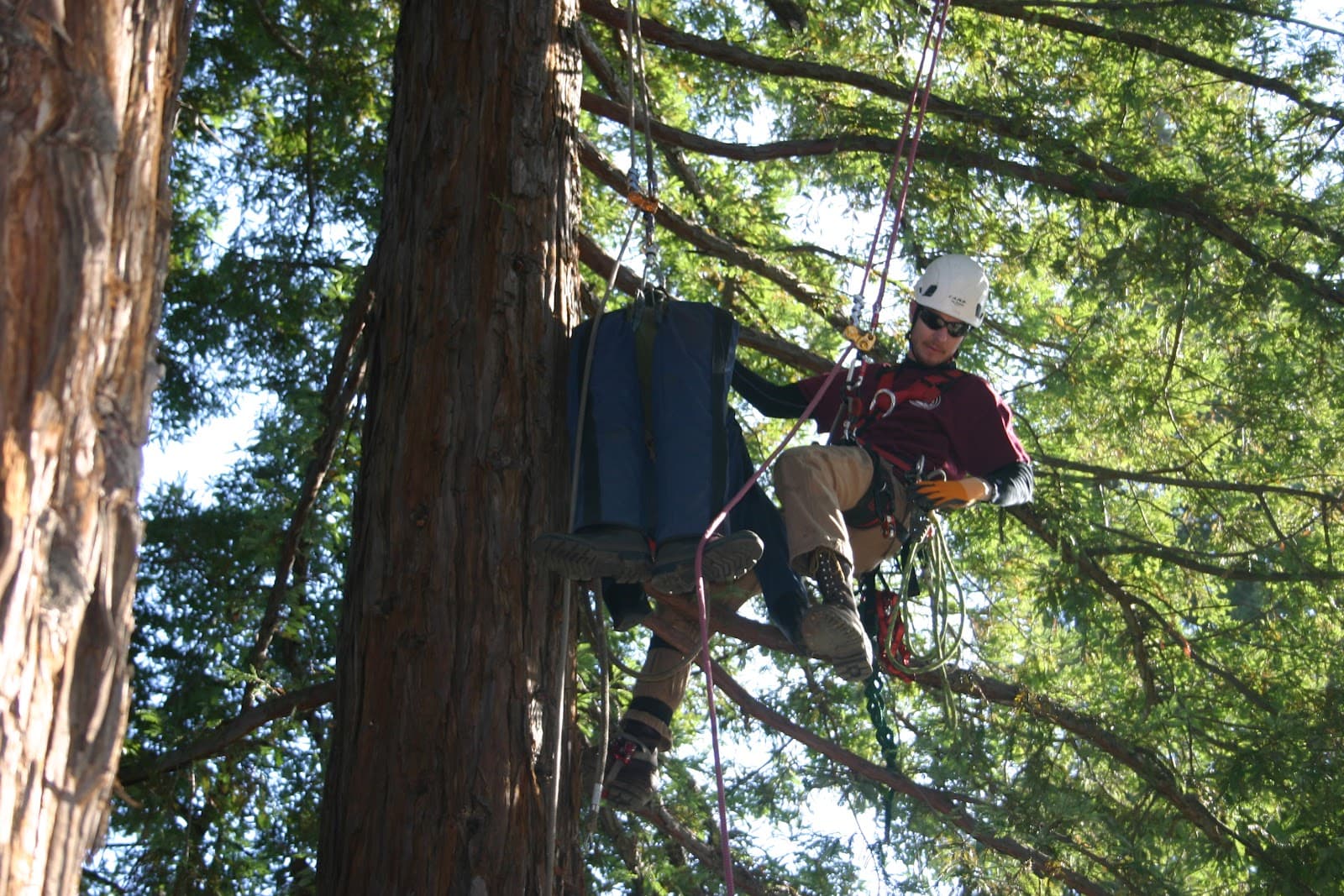 Acorn Arboricultural Services Inc