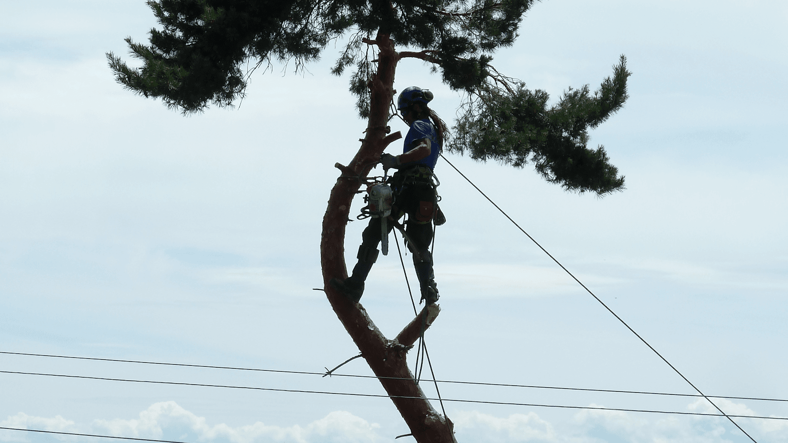Majestic Tree Care LLC