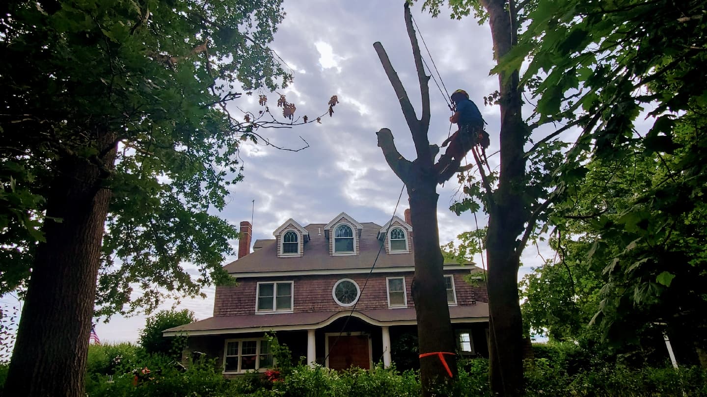 Robinson's Family Tree Service