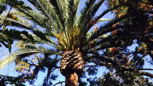 JC Tree Care & Landscape