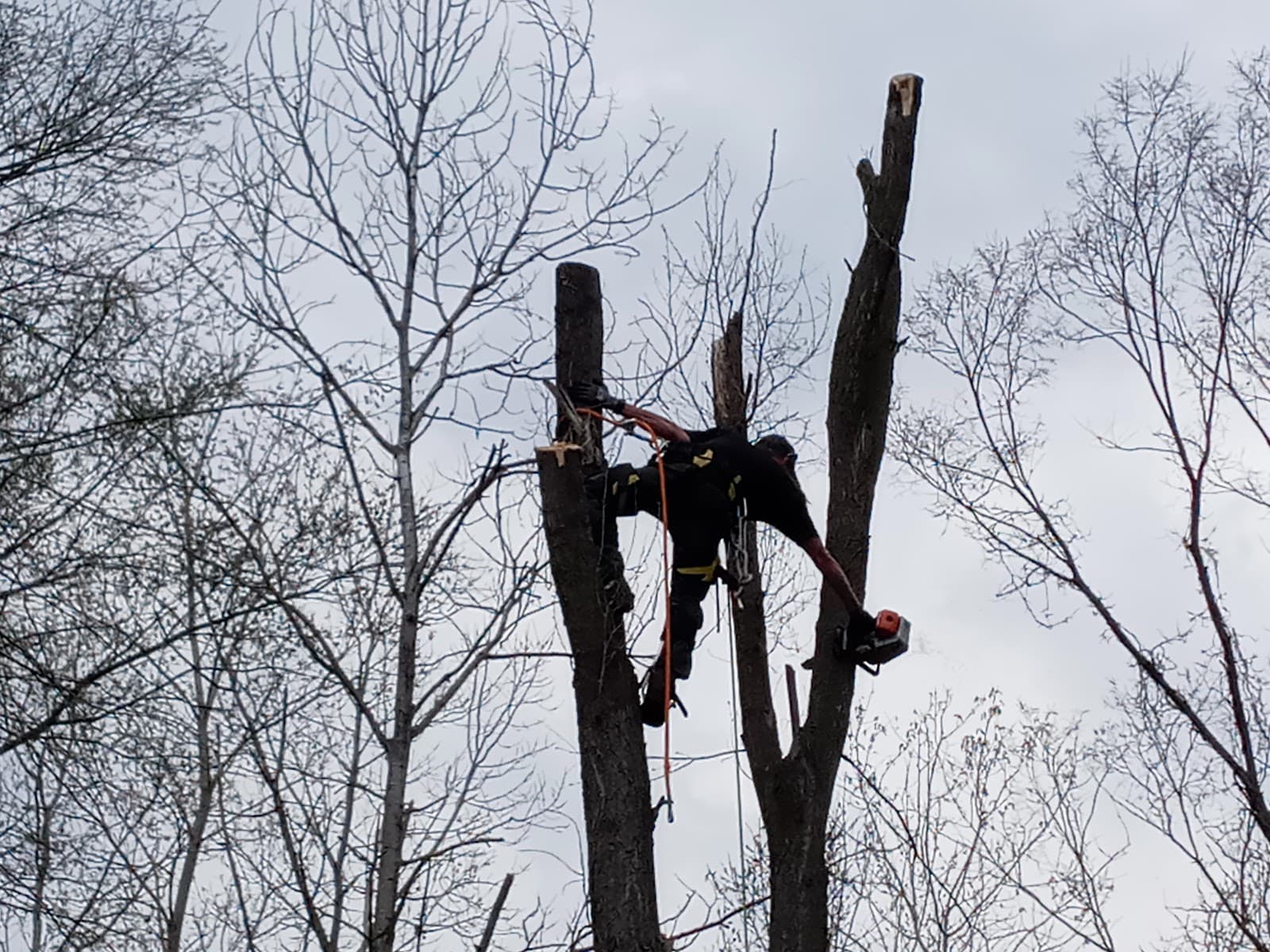 Birchwood Tree Service