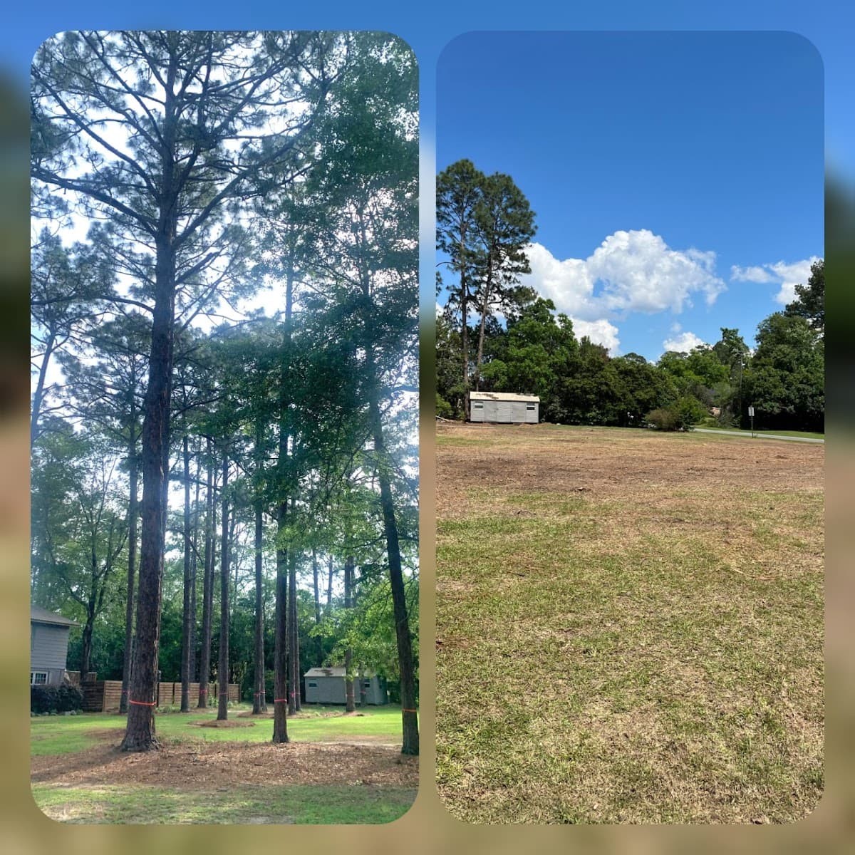 Altamaha Tree Service