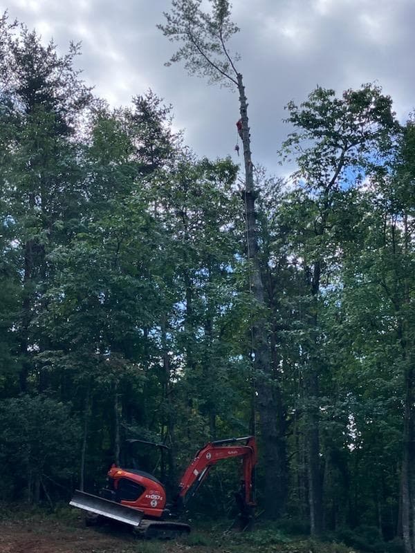 Advanced Stump Grinding / Removal