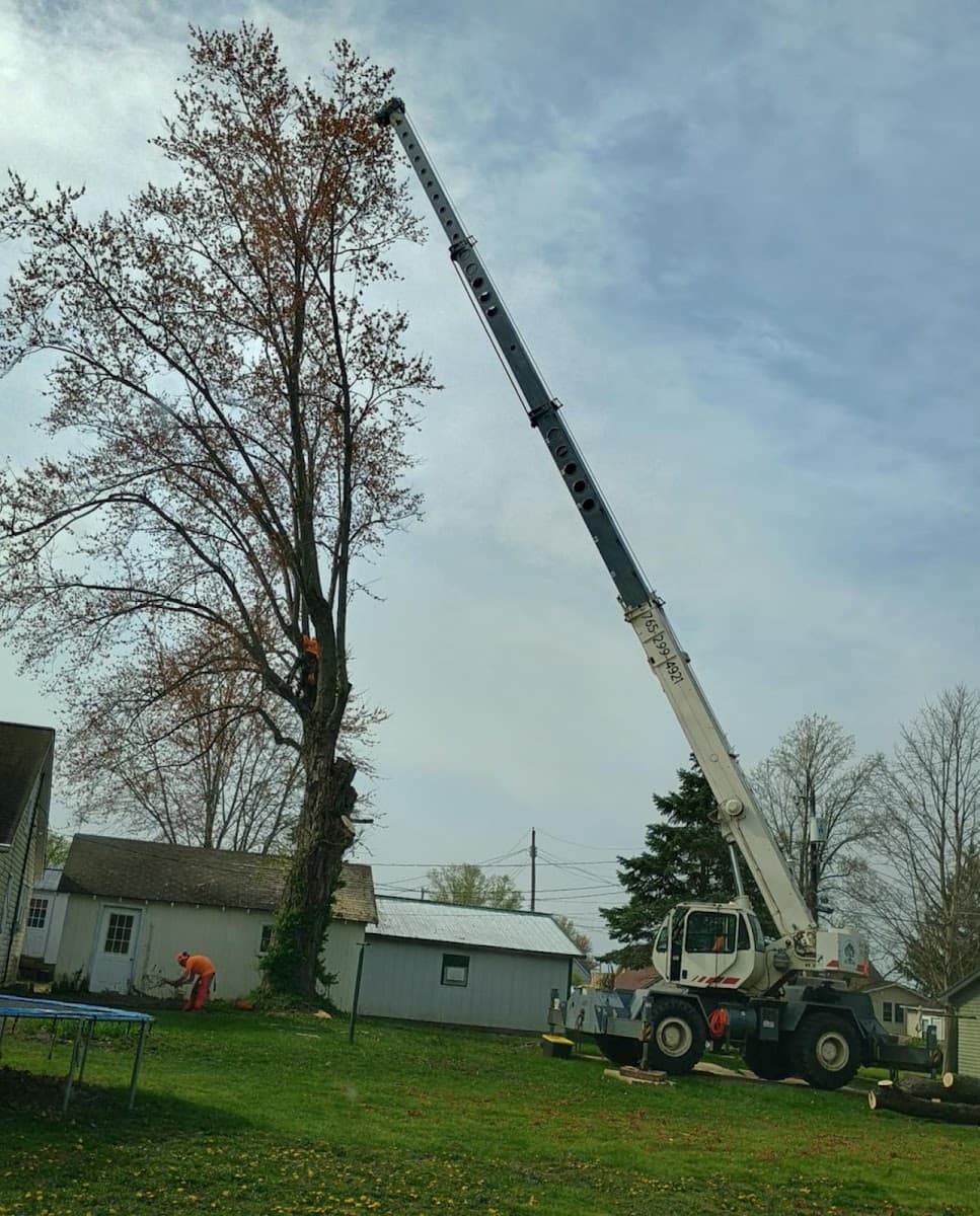 Advanced Tree Solutions