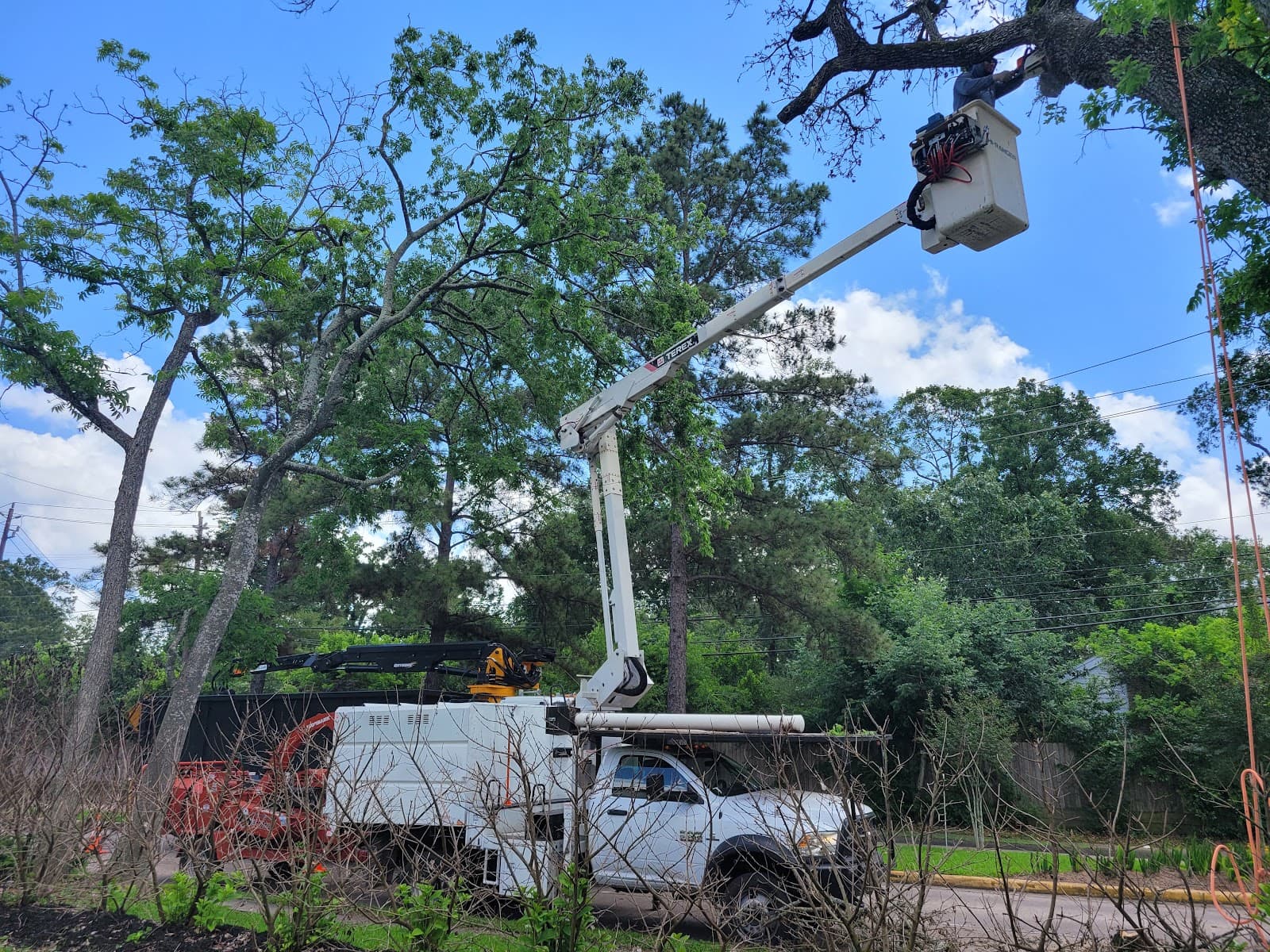 Pearland Tree Solutions