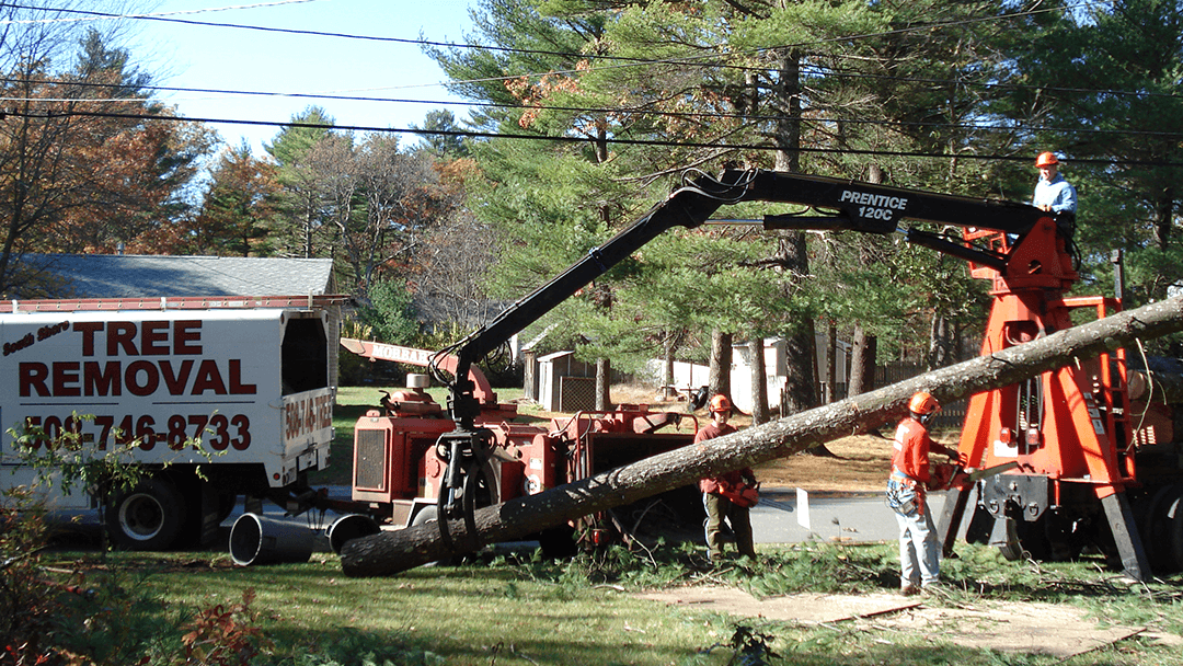 South Shore Tree Removal Inc.
