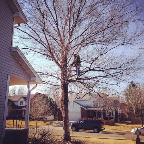 Simply Tree Care