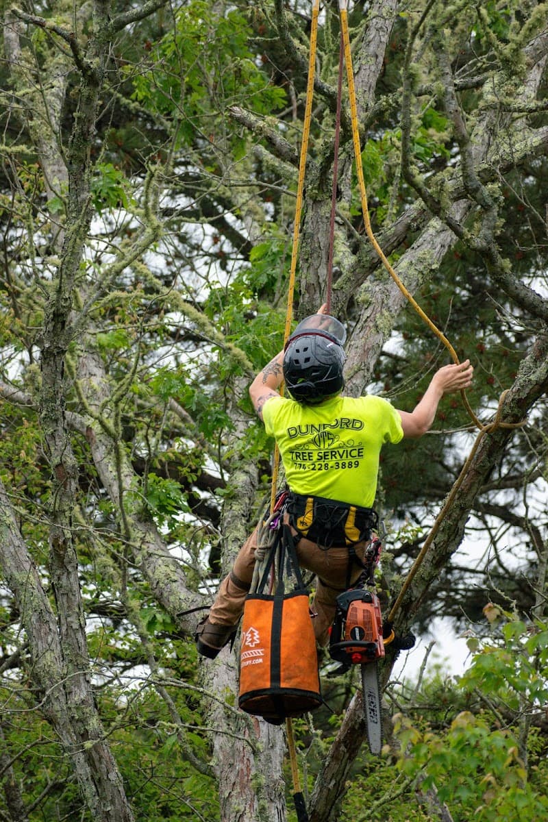 Dunford Tree Service