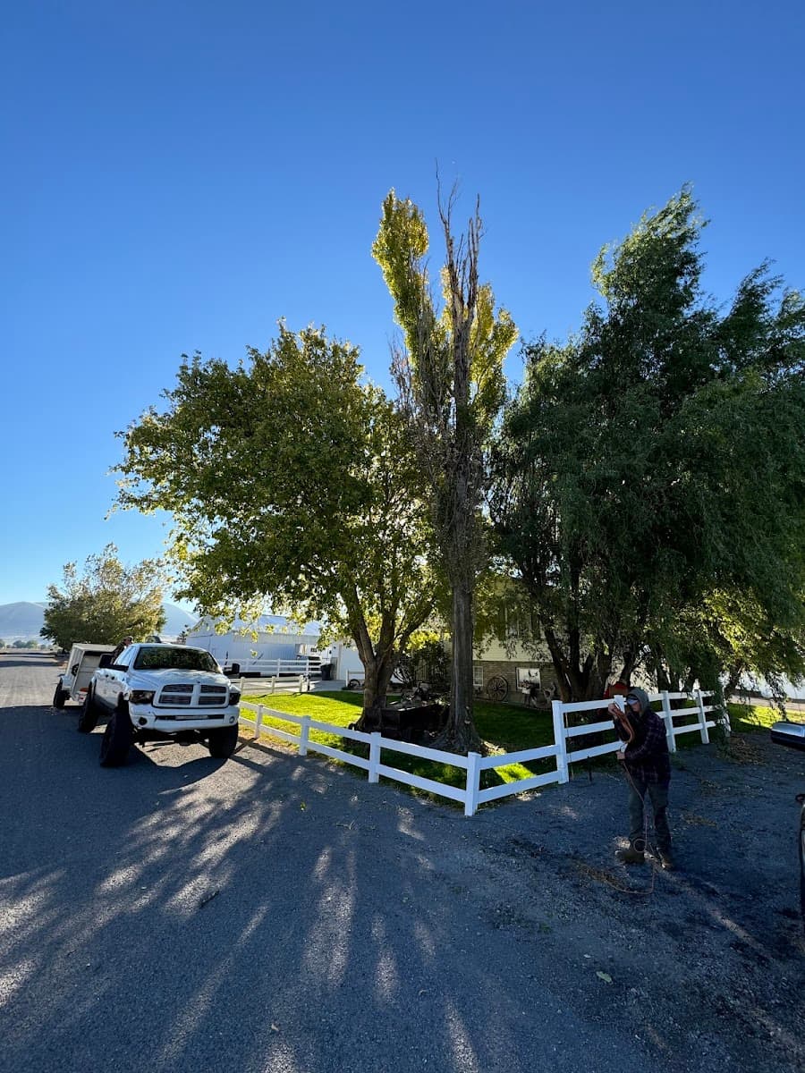 All Pros Tree Service