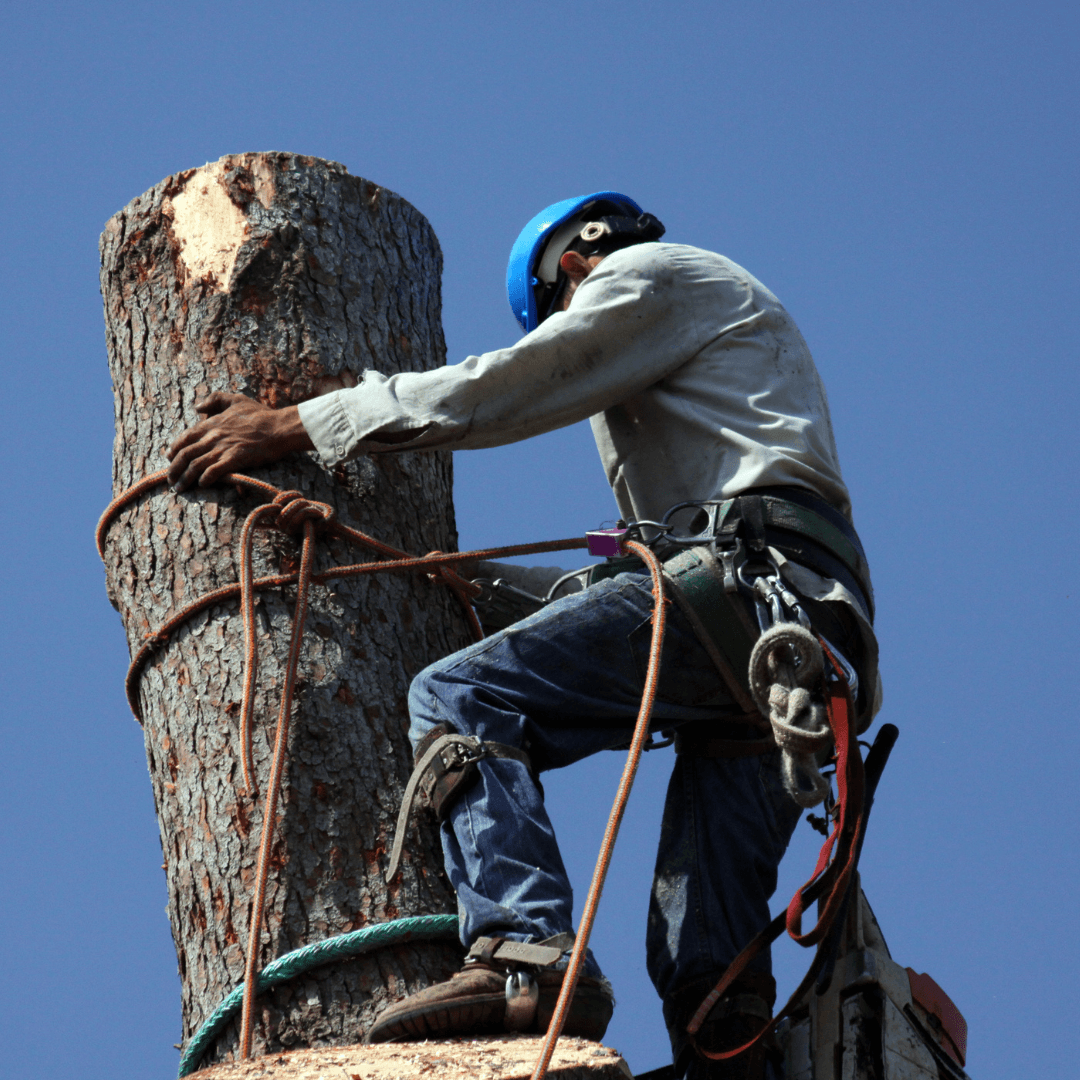 BG Tree Service, LLC