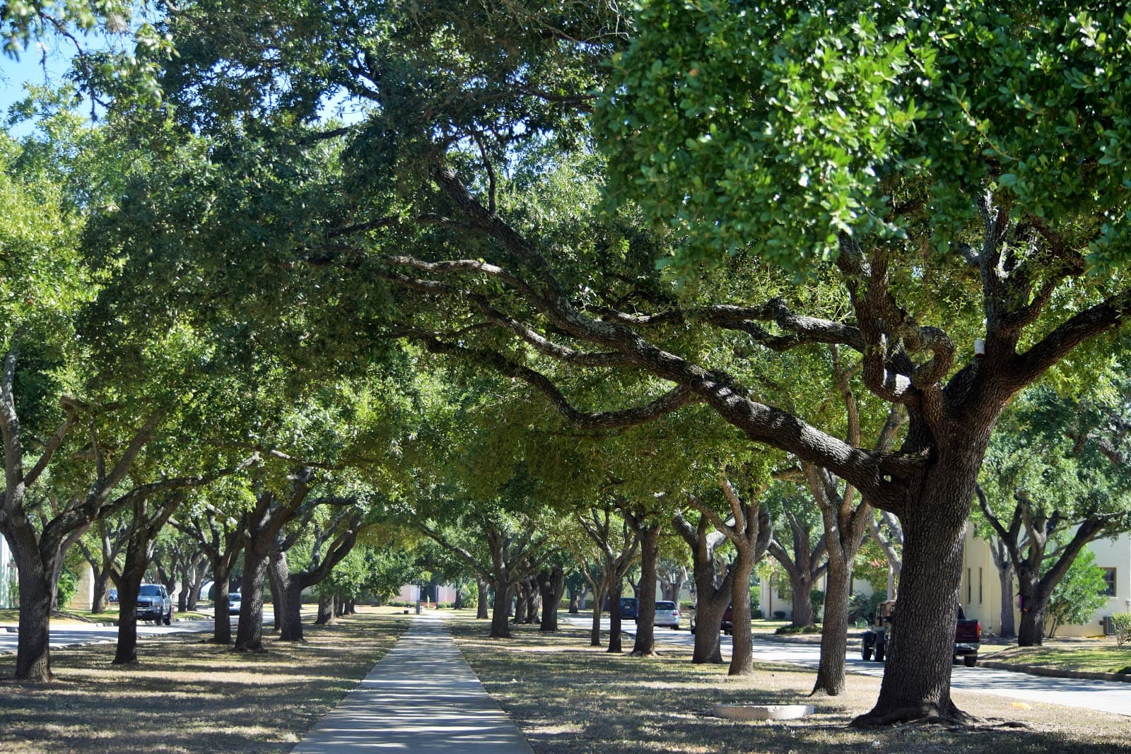 Burkett Arbor Care, LLC