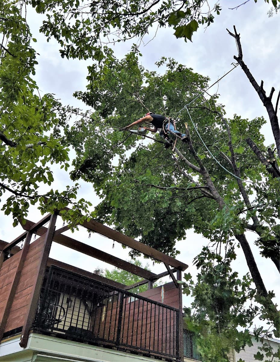 Easy Tree Service, LLC