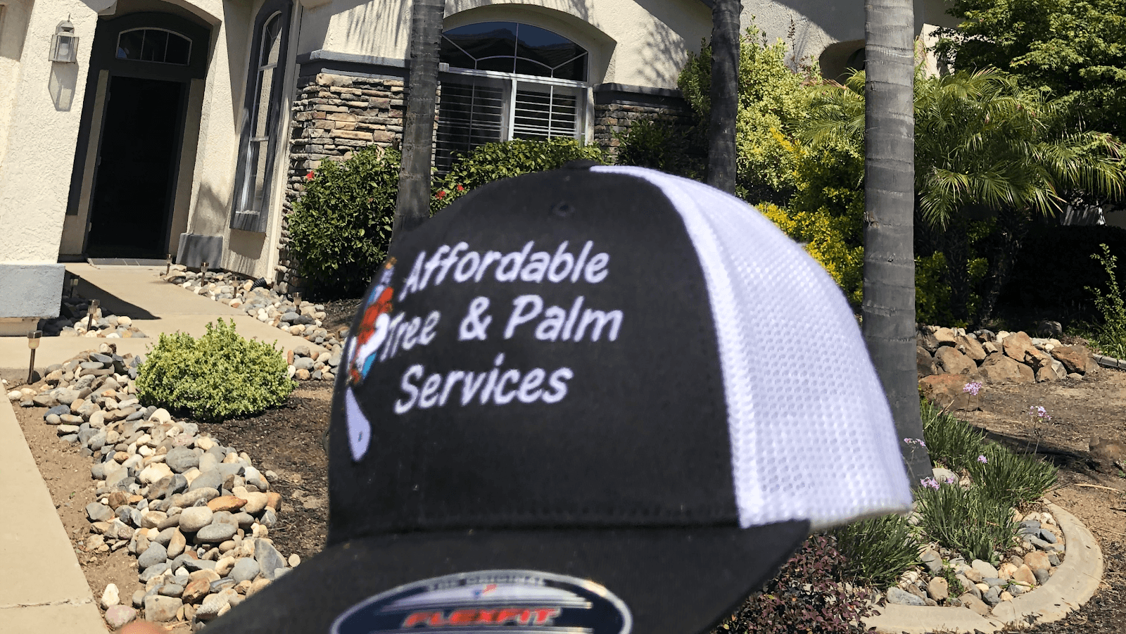Affordable Tree and Palm Tree Services