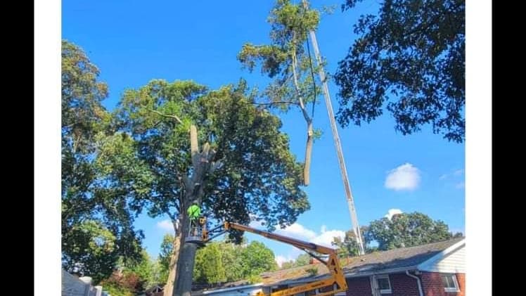 Taproot Tree Service