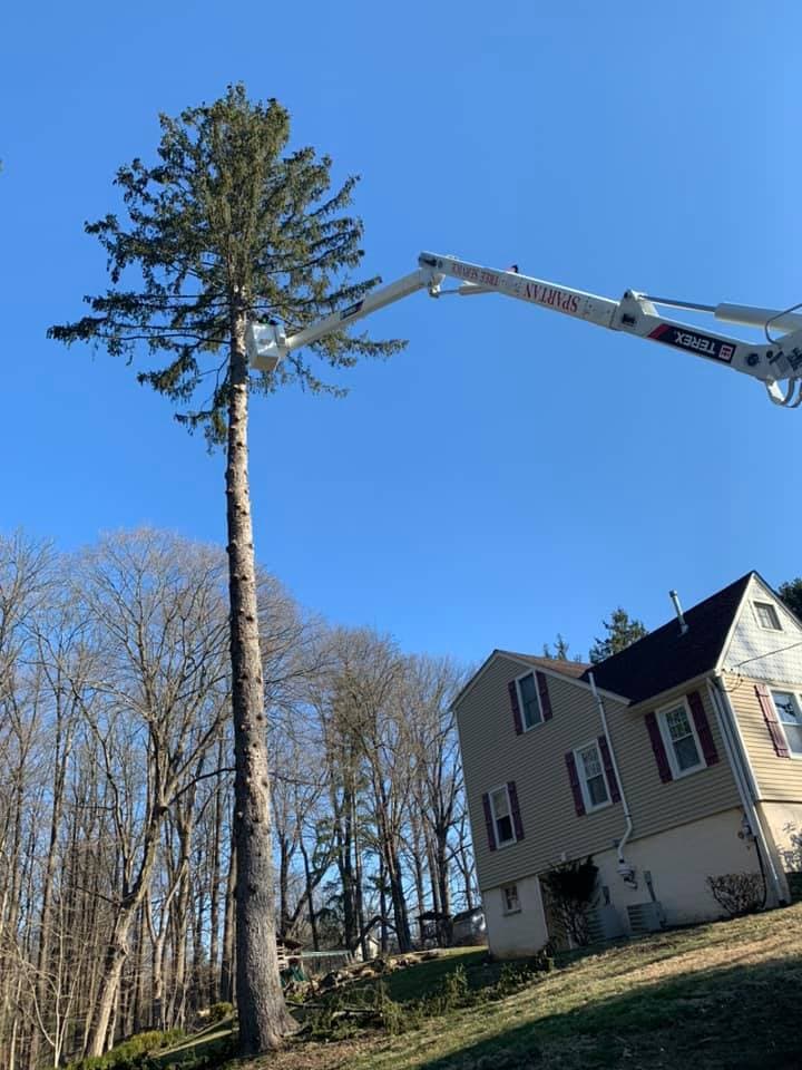Spartan Tree Service LLC - Tree Removal And Crane Service