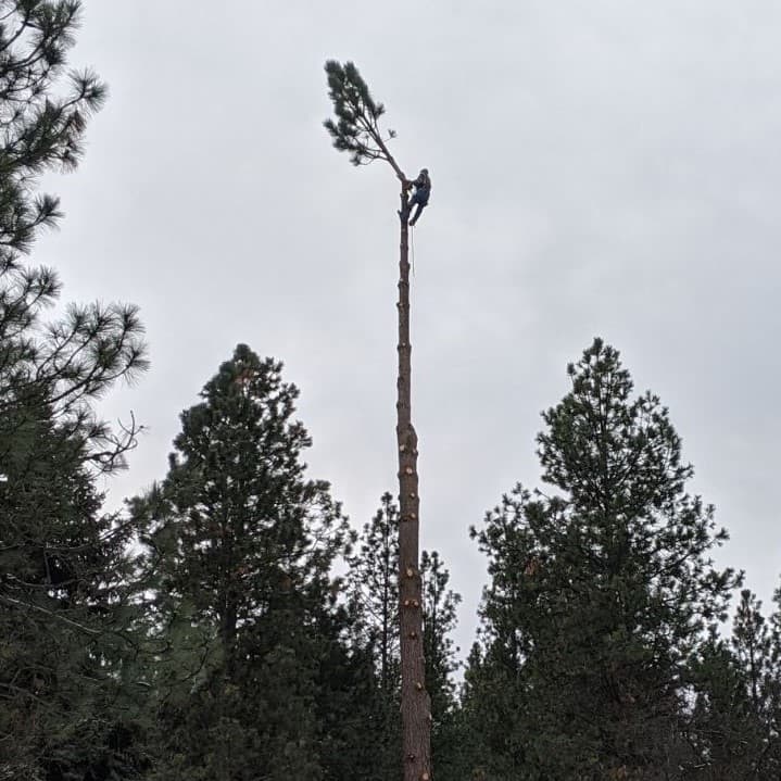 Jeffreys Tree Services