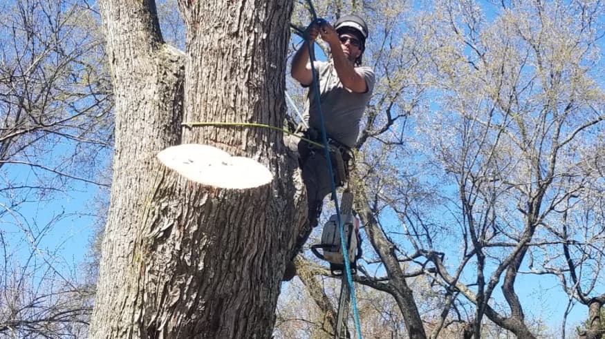 CLT Tree LLC