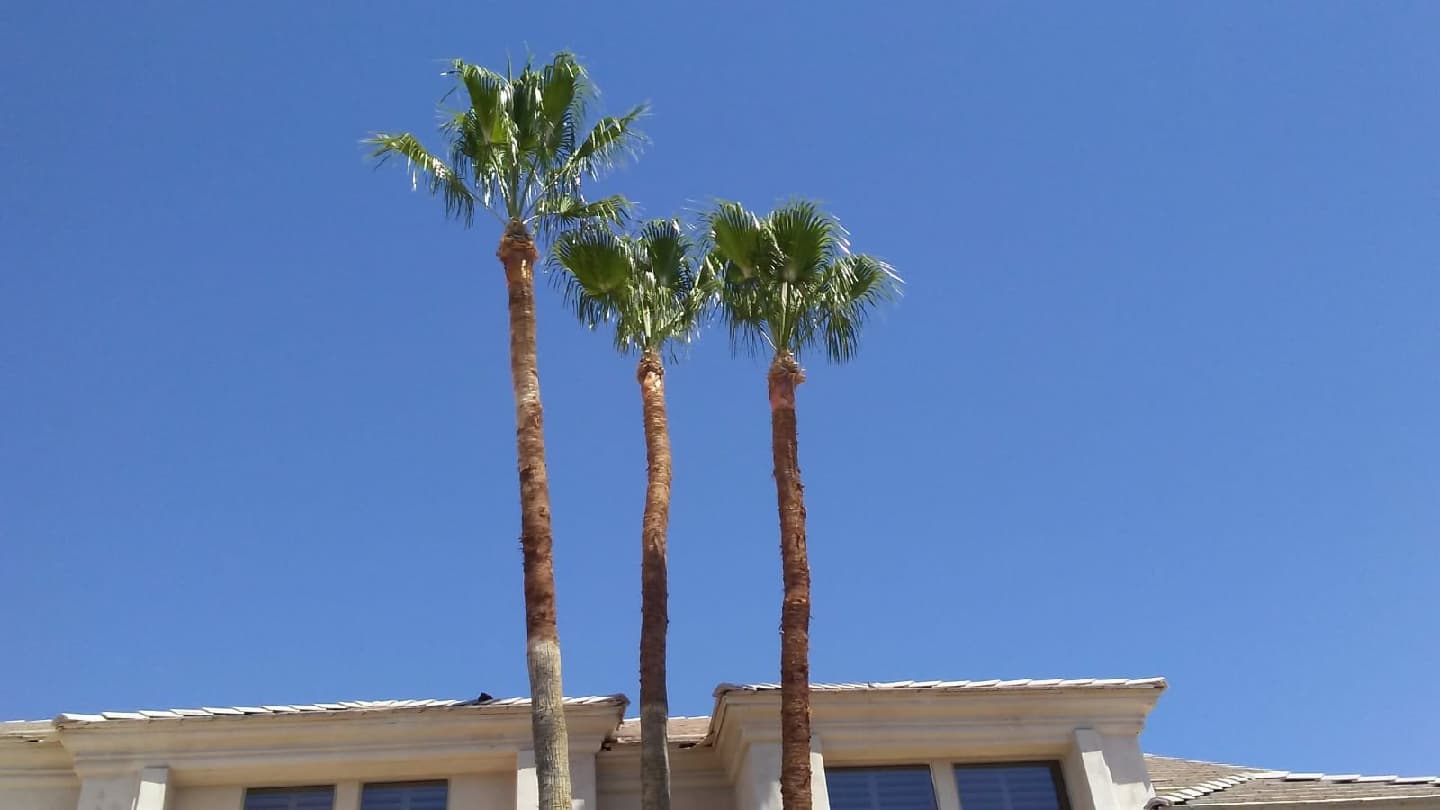 Miguel's tree care LLC