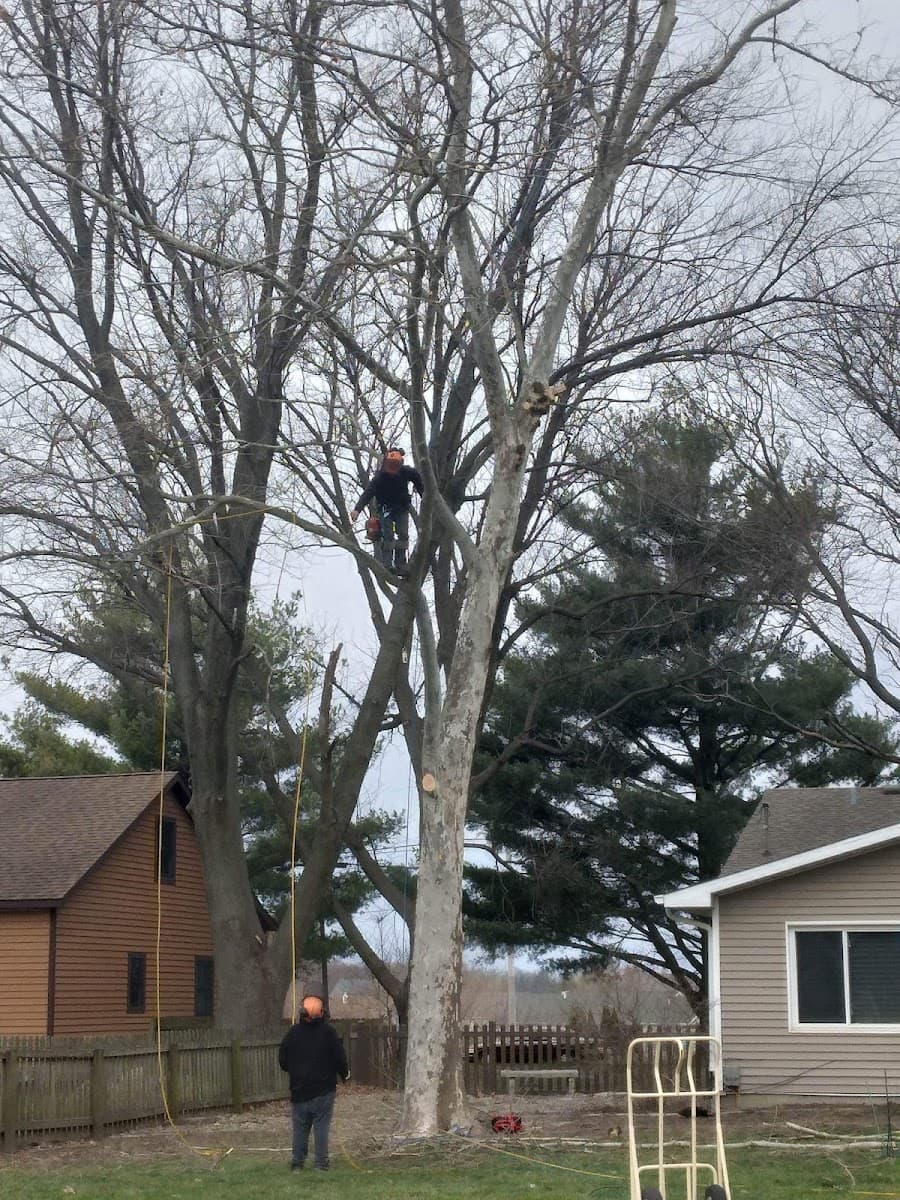 Bebout Tree Service