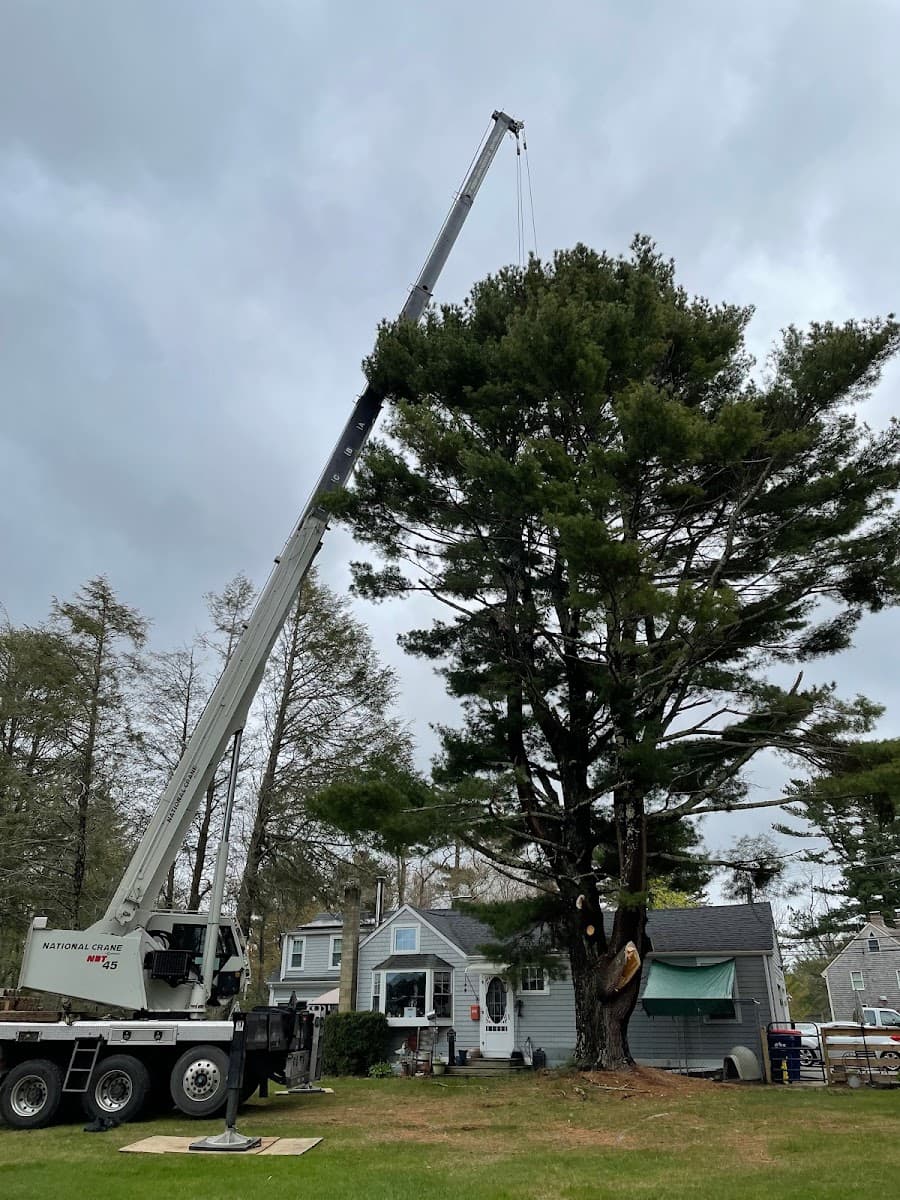 Timberwolf Tree Service