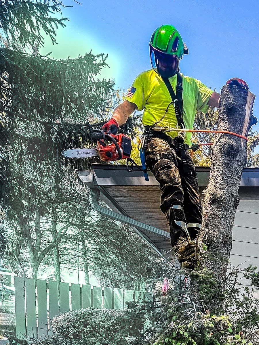 The Liberty Rose Tree Company