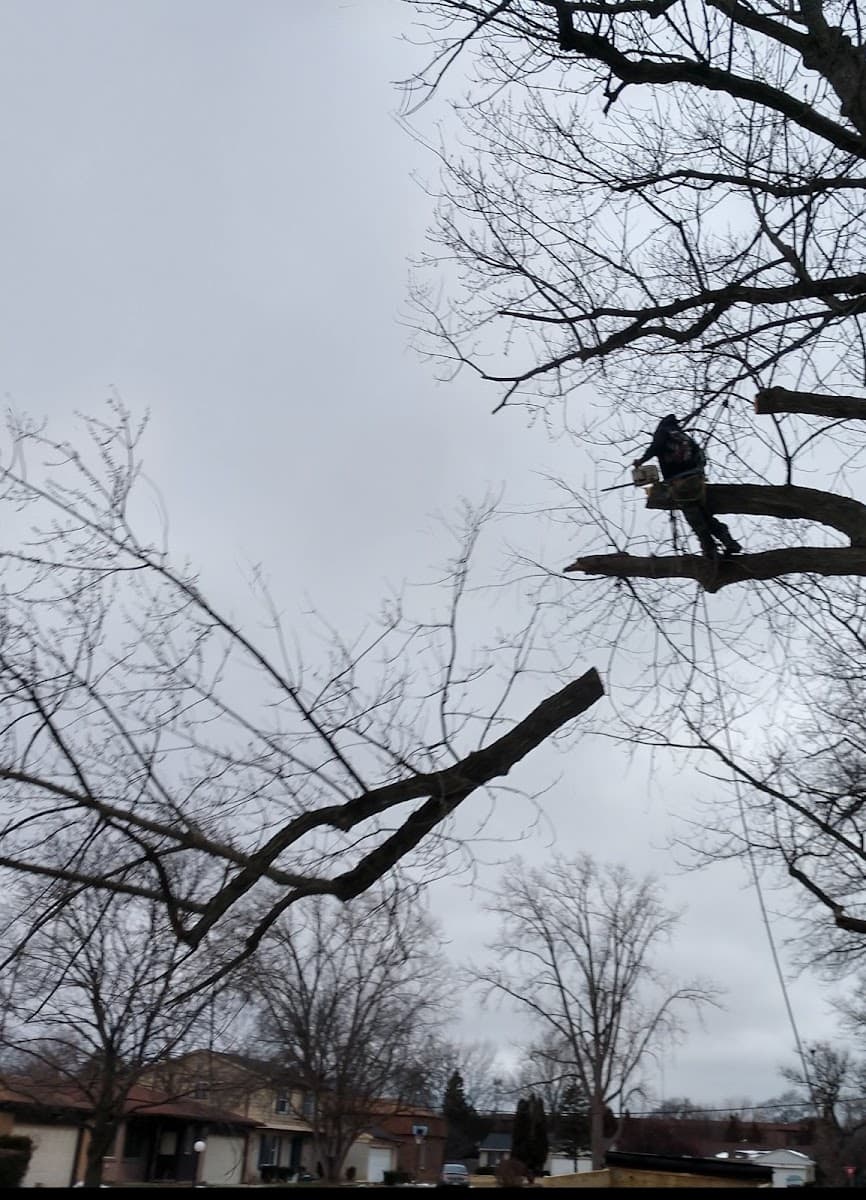 BUENA VISTA TREE SERVICE LLC