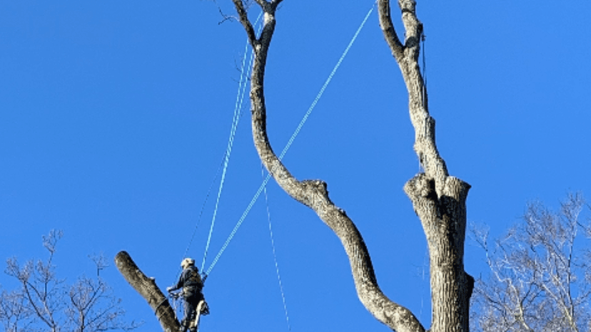 Shute's Tree Services