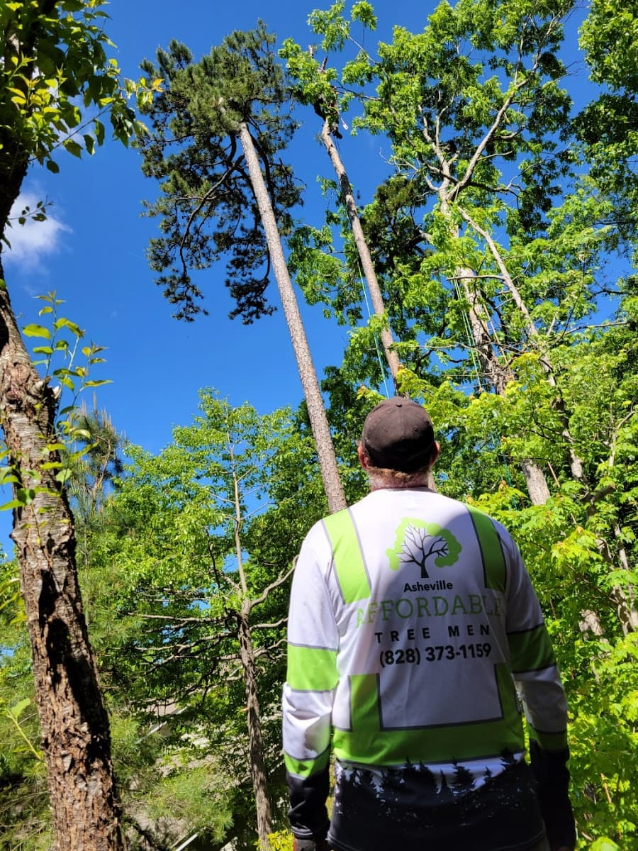 Asheville Affordable Tree Men