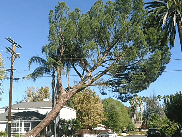 Easy Does It Tree Service Inc