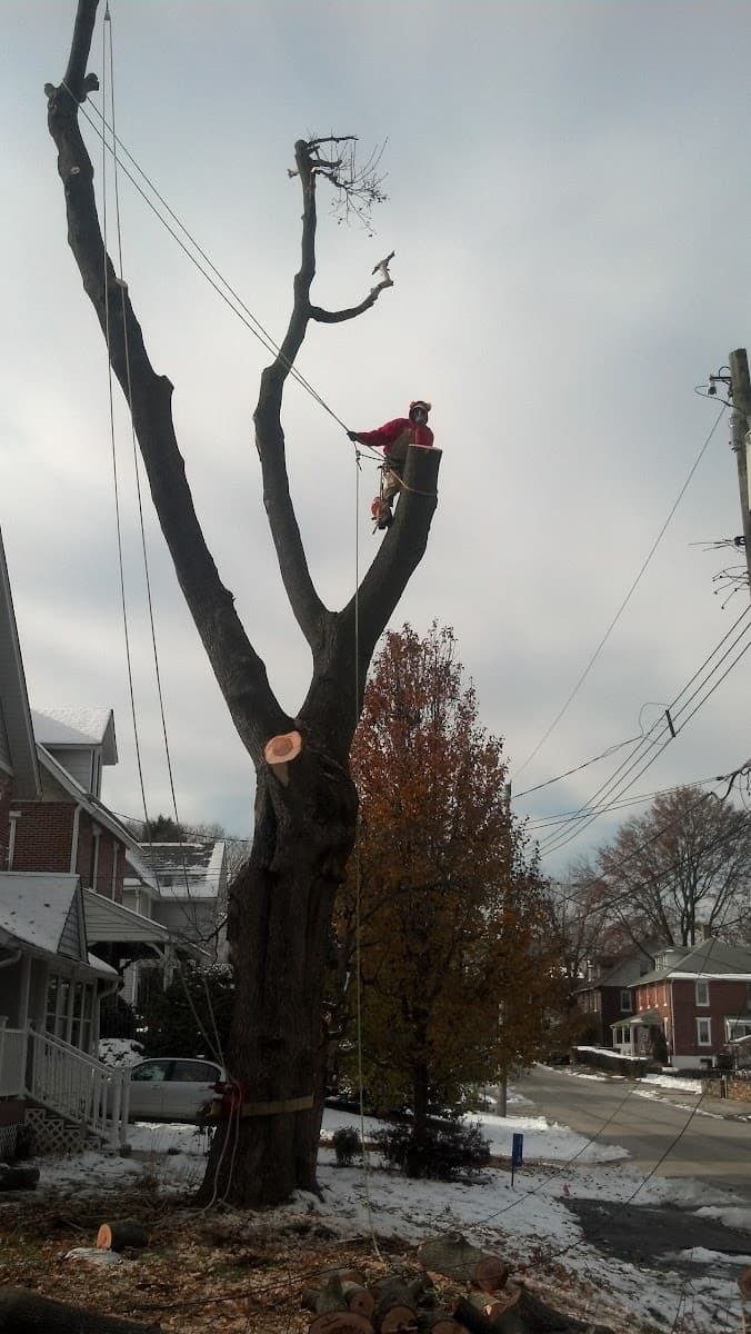 Shannon Hand Tree & Property Service