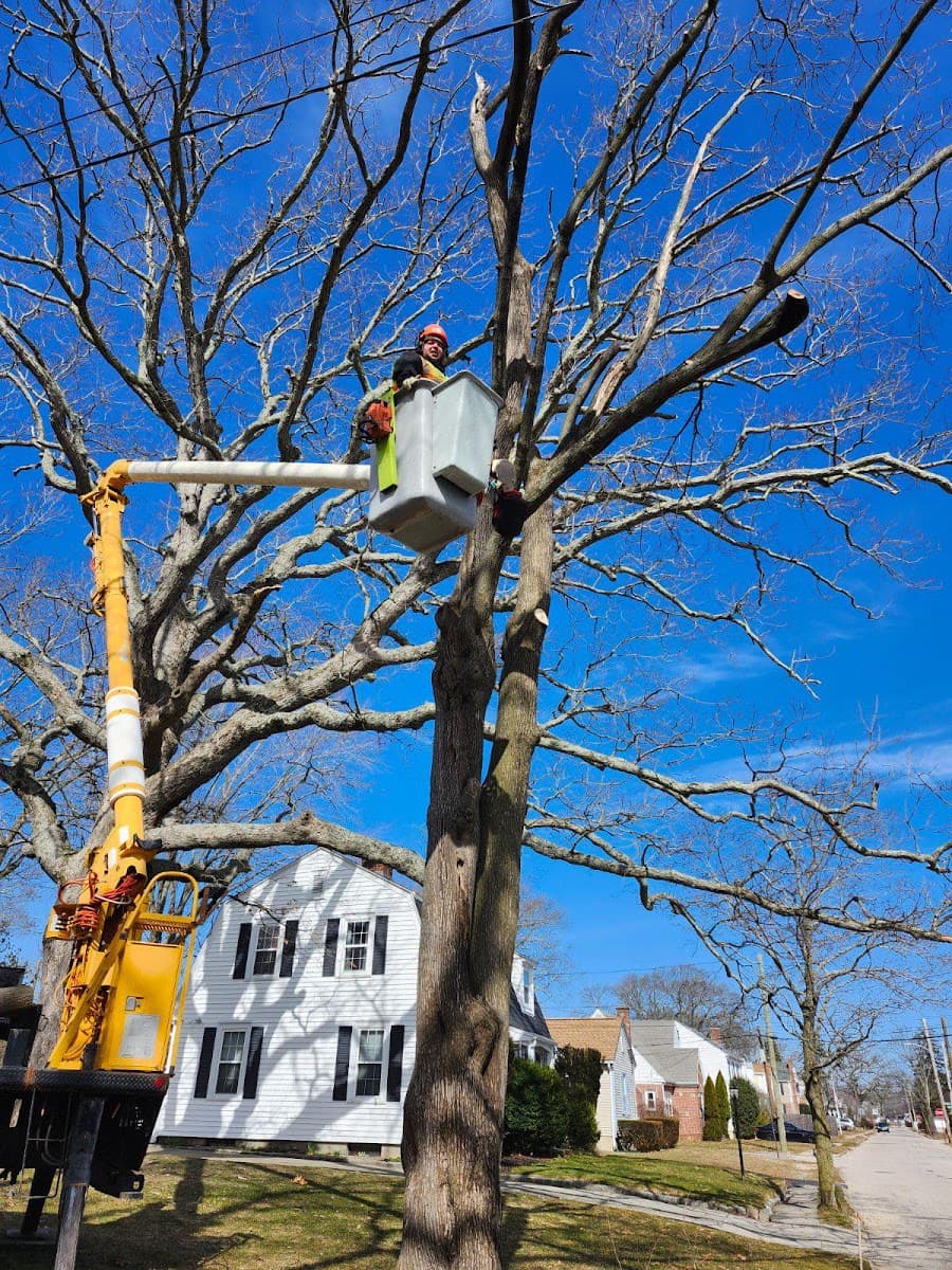 Xpert Tree and Excavation Services LLC