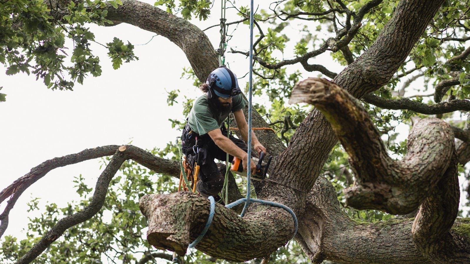 Appalachian Tree Service