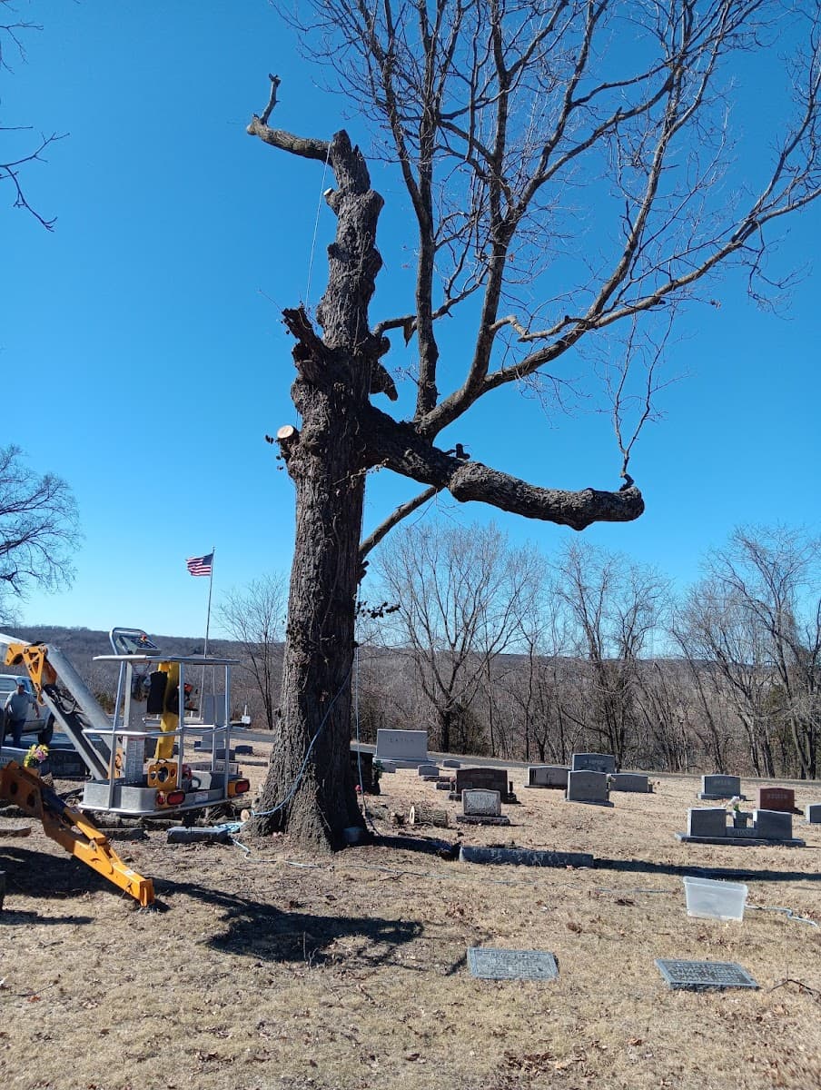 Bryan Young's Custom Tree Care