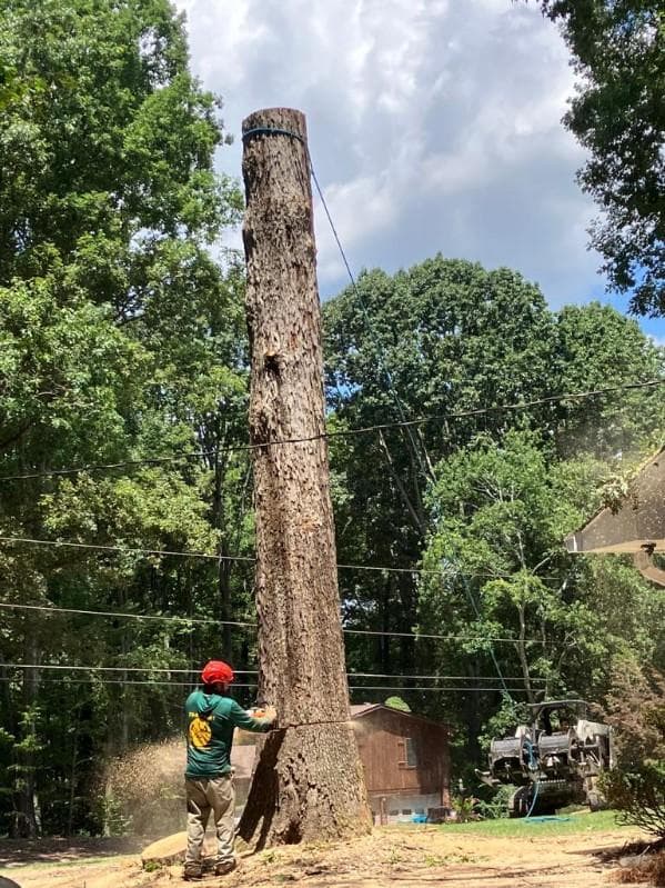 All In Tree Services and Pro