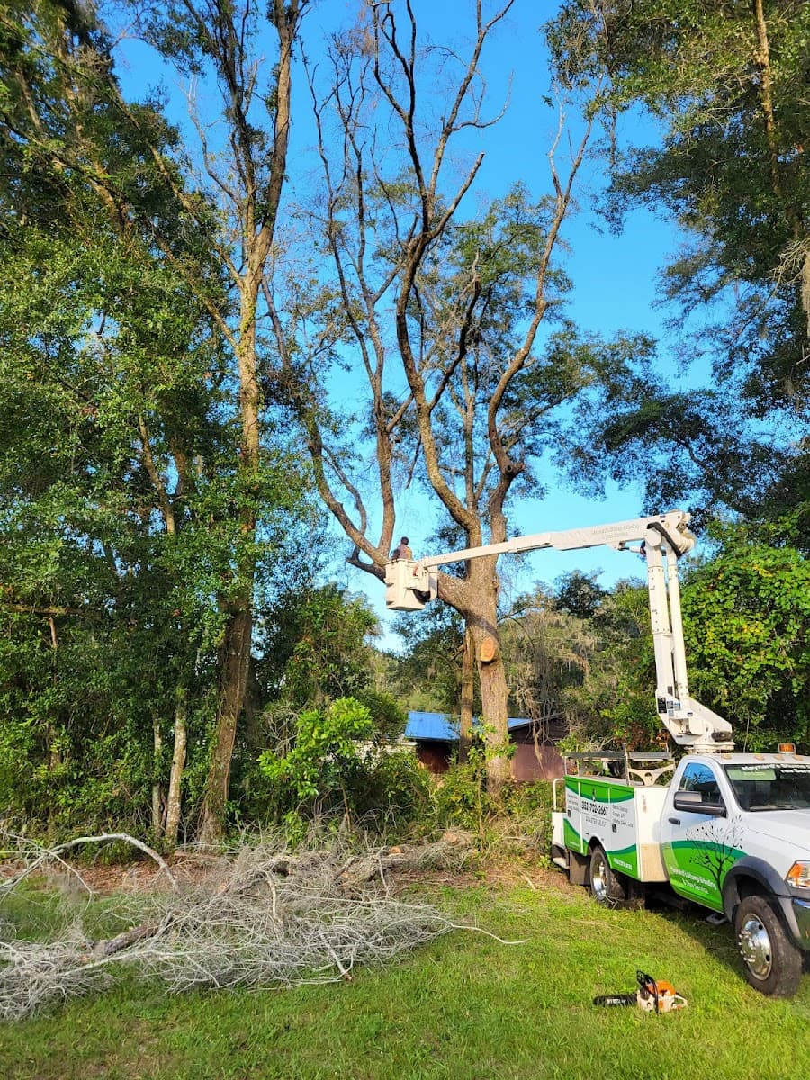 Maynard's Stump Grinding and Tree Service LLC
