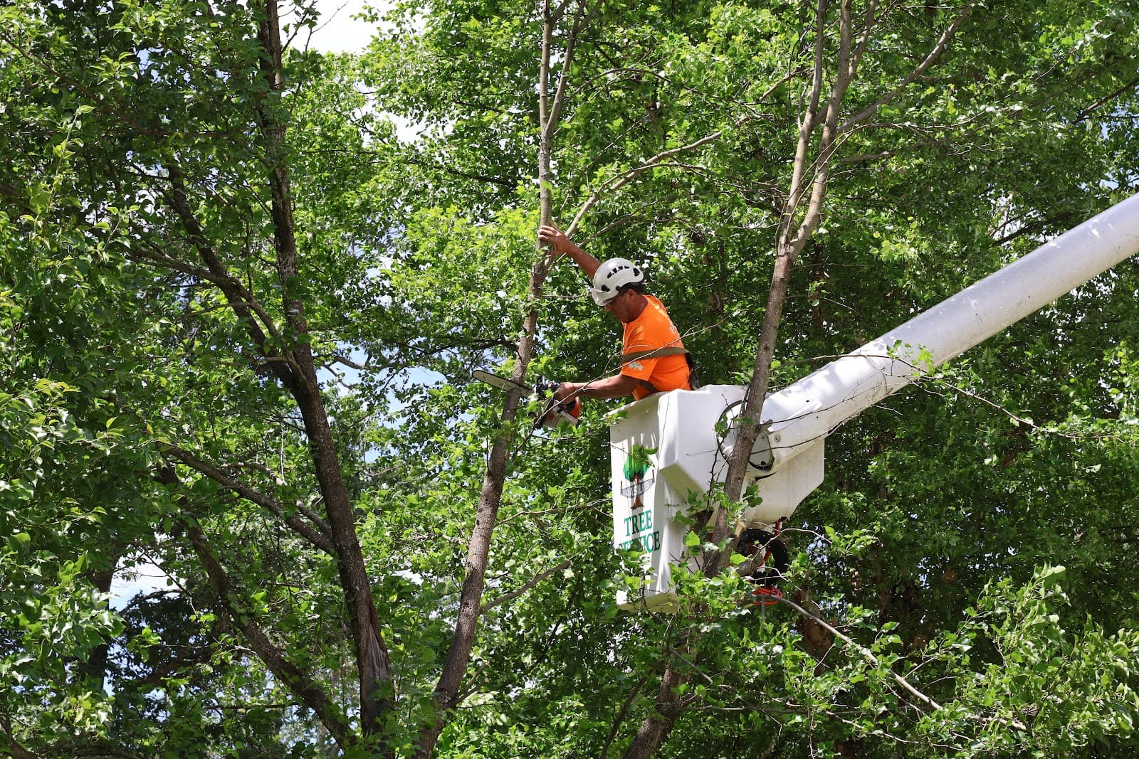 Vasili's Tree Service
