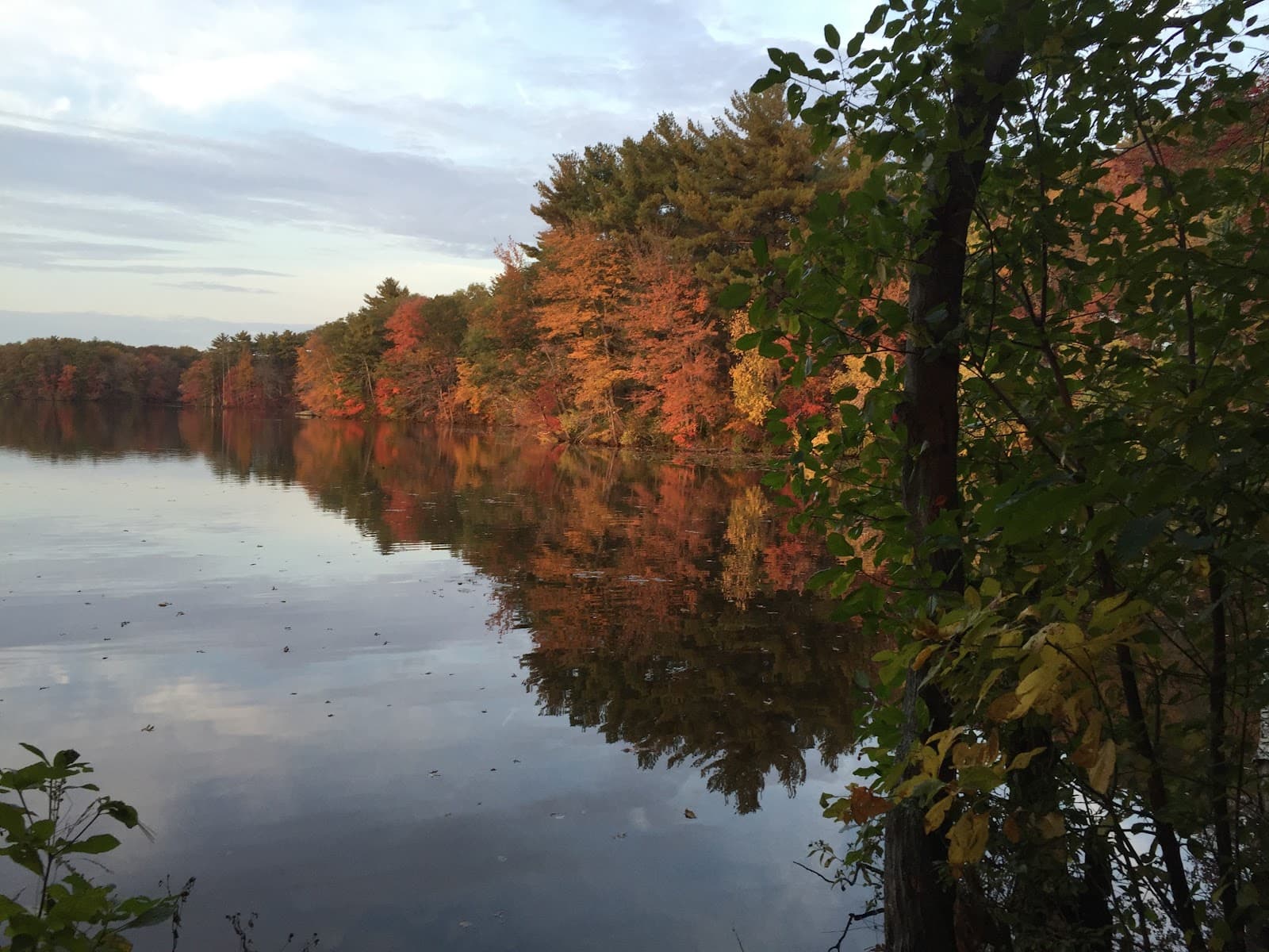 Tree Ninja, Seekonk MA