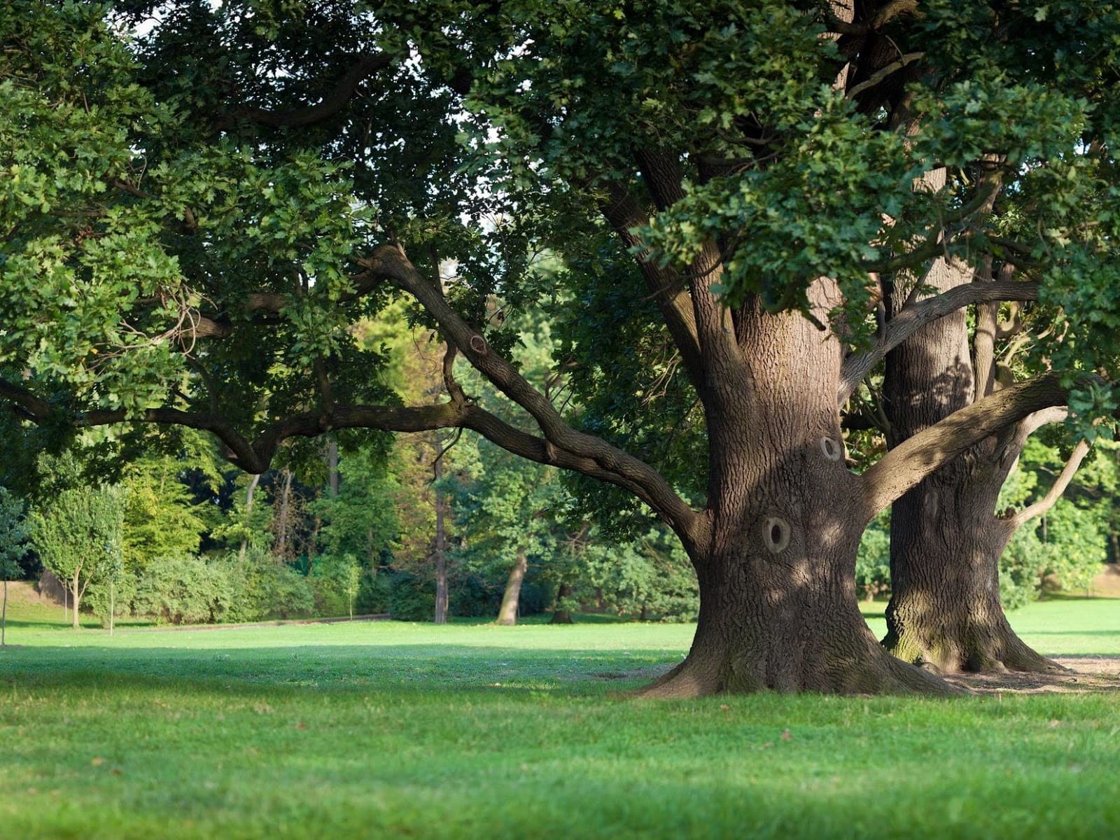 Plant Care Solutions Inc.