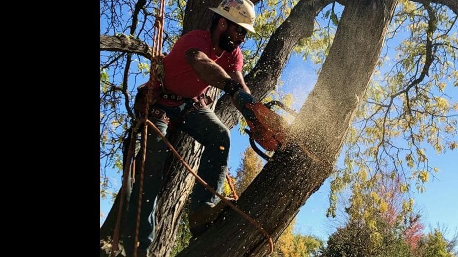Precision Timber Felling