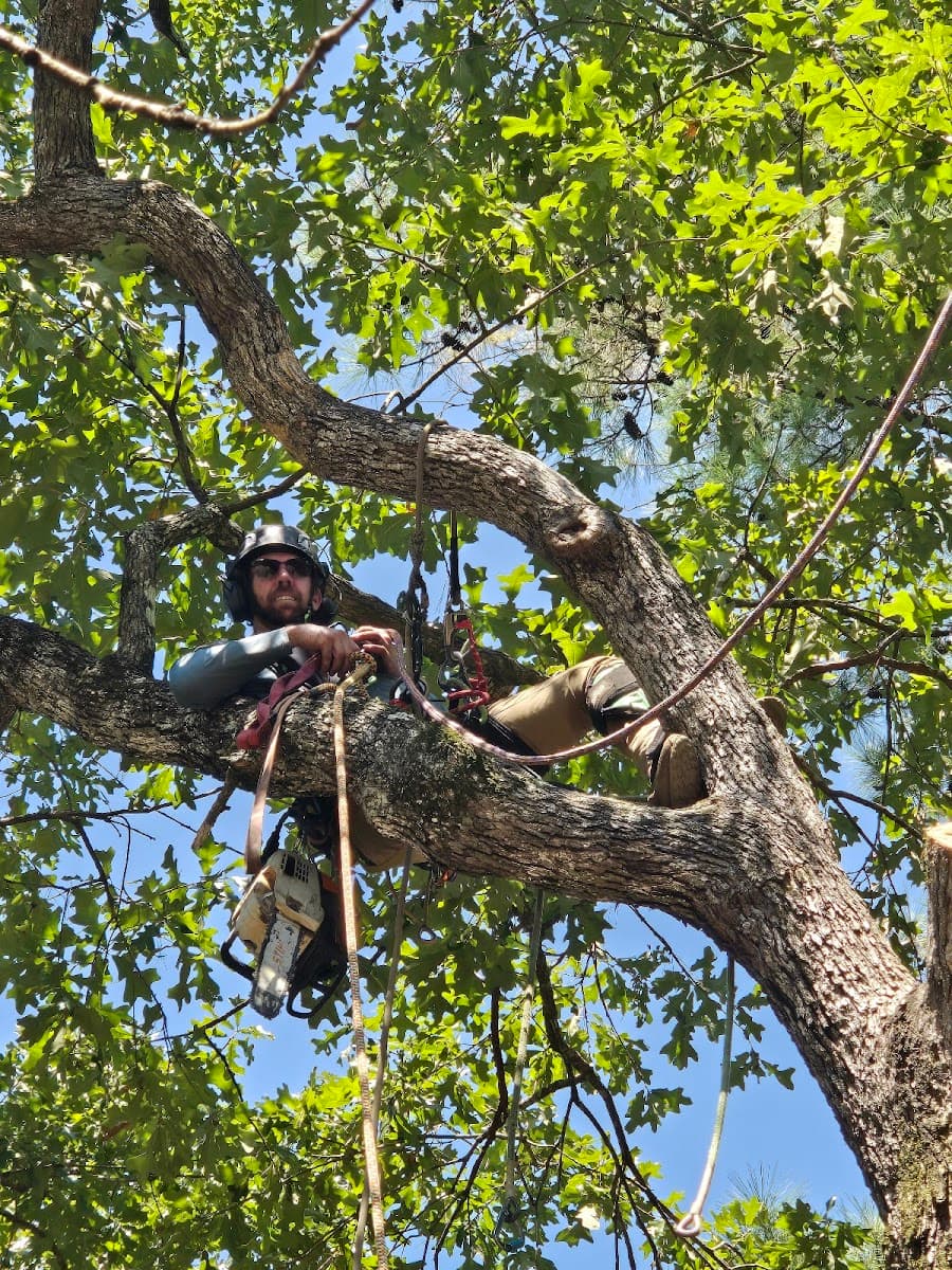 Branching Out Arboreal & Native Plant Specialists LLC