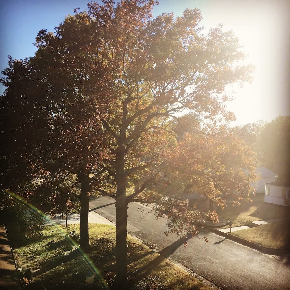 Jennings' Tree Service