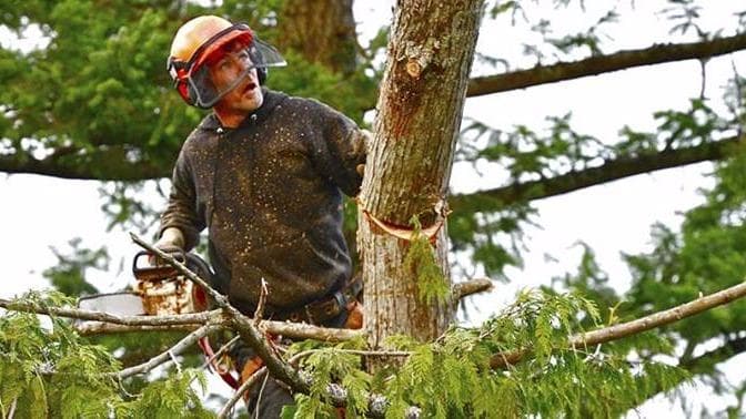 Shifflett Tree Service