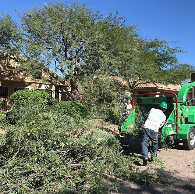 AZ Desert Tree Care