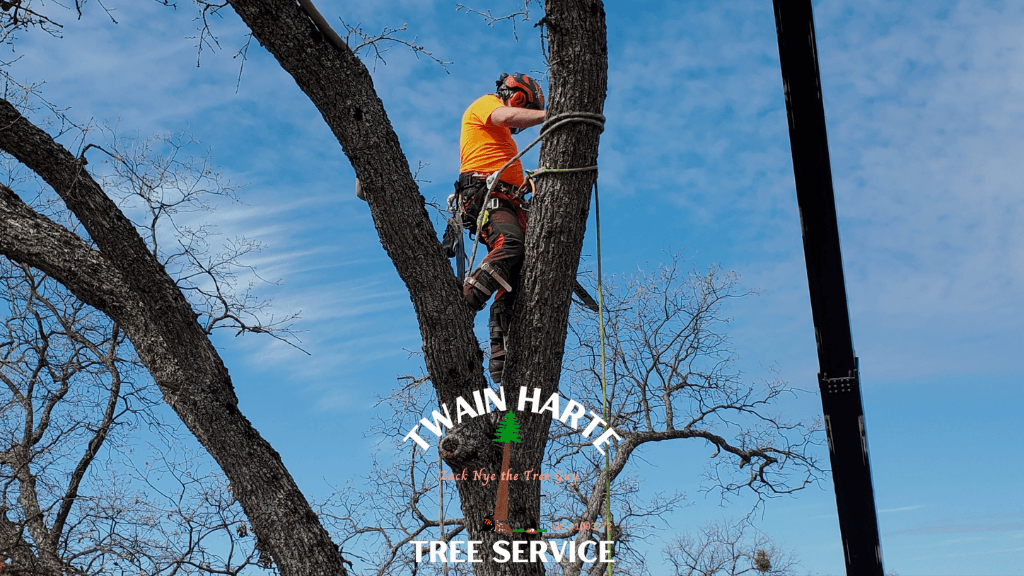 Twain Harte Tree Service