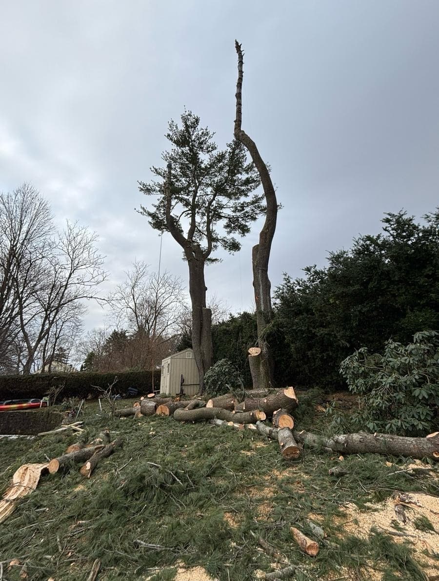 Martinez Tree Work CT